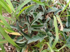 Passiflora bryonioides