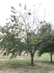 Cryphonectria parasitica