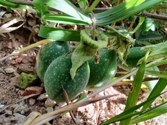 Passiflora bryonioides