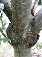 Cryphonectria parasitica