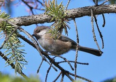 Poecile hudsonicus