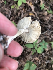 Leucoagaricus rubrotinctus