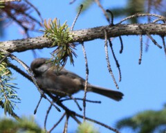 Poecile hudsonicus
