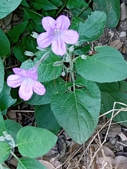 Ruellia occidentalis