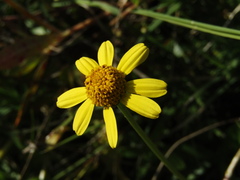 Acmella decumbens