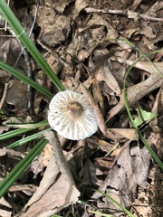 Leucoagaricus rubrotinctus