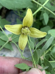 Clematis tangutica