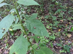 Leiobunum flavum