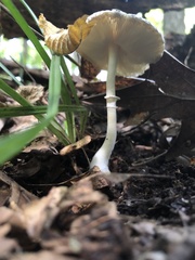 Leucoagaricus rubrotinctus