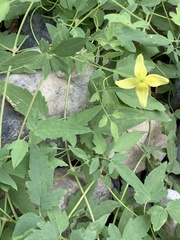 Clematis tangutica