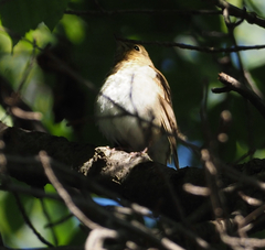 Catharus fuscescens