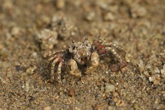 Scopimera intermedia