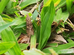 Nomophila noctuella