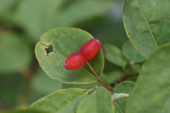 Lonicera utahensis
