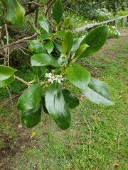 Myoporum laetum