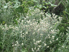 Achyrocline saturejoides