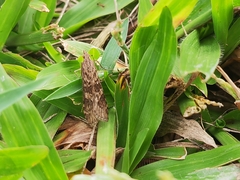 Nomophila noctuella