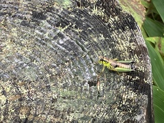 Parapodisma tenryuensis