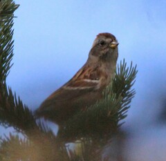 Spizelloides arborea