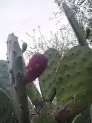 Opuntia cochenillifera