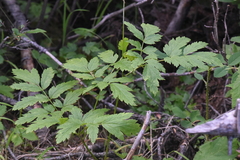 Actaea rubra