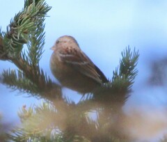 Spizelloides arborea