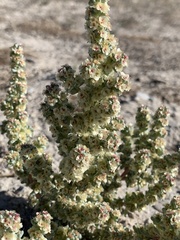 Halogeton glomeratus