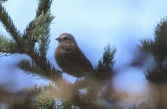 Spizelloides arborea