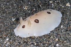 Diaulula sandiegensis