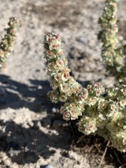 Halogeton glomeratus