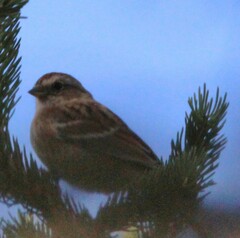 Spizelloides arborea