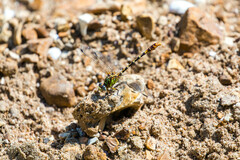 Erpetogomphus designatus