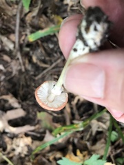 Leucoagaricus rubrotinctus