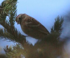 Spizelloides arborea