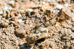 Erpetogomphus designatus
