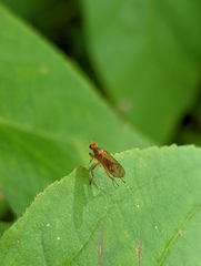Scathophaga