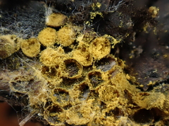 Perichaena corticalis