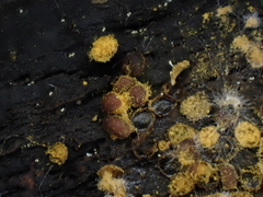 Perichaena corticalis