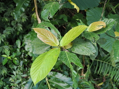 Ficus benguetensis