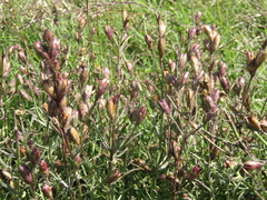Agalinis communis