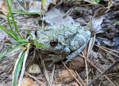 Hyla chrysoscelis