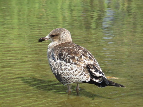 California Gull, photo 8 of 9