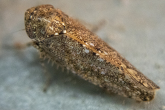 Paraphlepsius irroratus