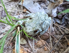 Hyla chrysoscelis