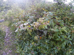 Toxicodendron radicans