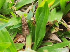 Nomophila noctuella