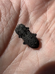 Phloeodes diabolicus