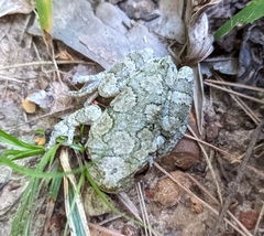 Hyla chrysoscelis