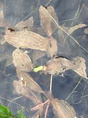 Potamogeton coloratus