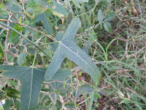 Araujia angustifolia (Araujia angustifolia)